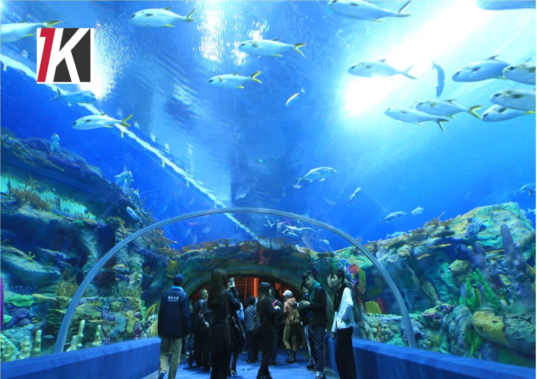 Chimelong Ocean Kingdom, Китай. Чимелонг океанариум Китай. Кингдом Китай океанариум. Чжухай Китай океанариум.