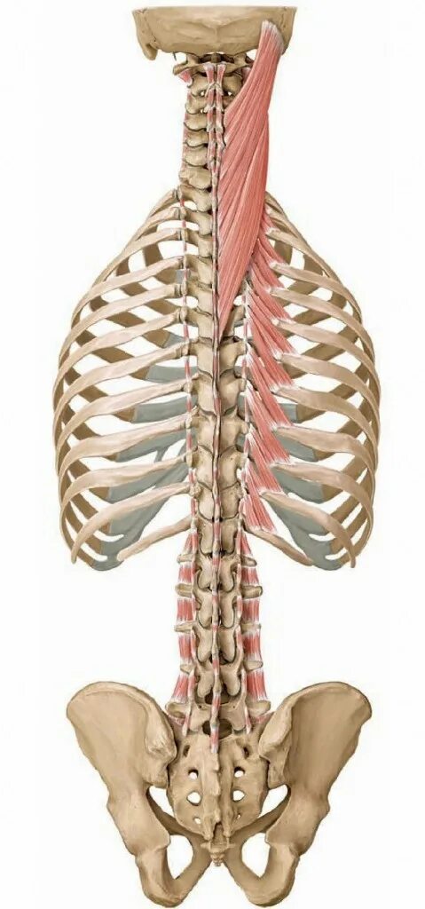 Глубокие спинные. Мышца выпрямитель позвоночника анатомия. Подвздошно-реберная мышца анатомия. Erector Spinae longissimus. Мышца Распрямляющая позвоночник.