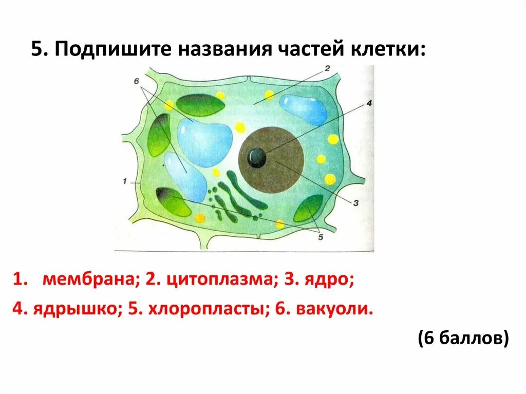 Что не является частью клетки. Что не является частью клетки