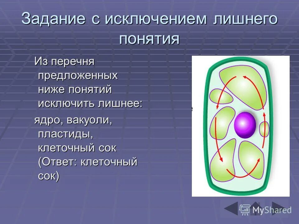 Имеет вакуоли с клеточным соком