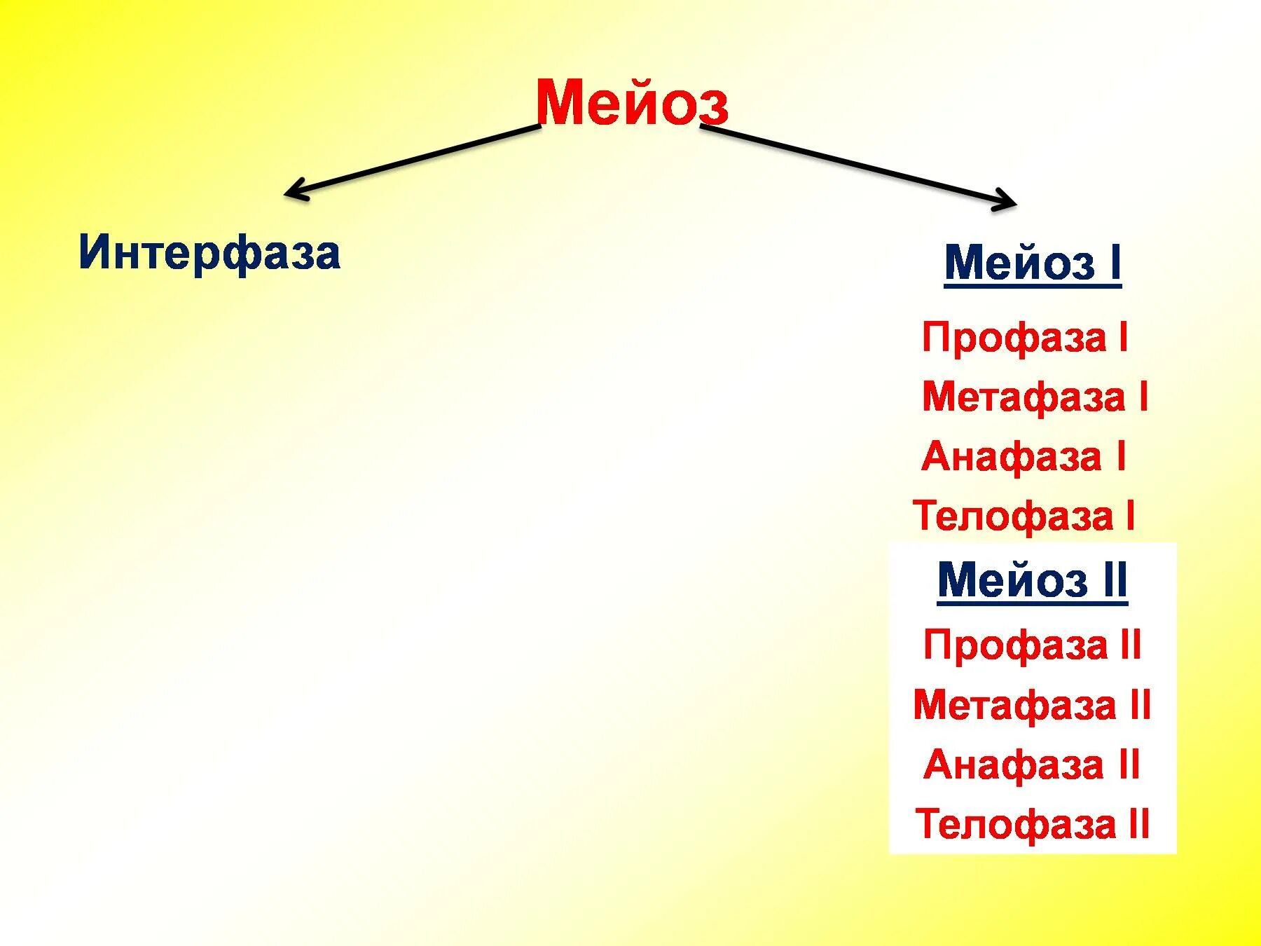 Интерфаза мейоза 1. Интерфаза мейоза 2. Интеркинез мейоза. Интерфаза перед мейозом.