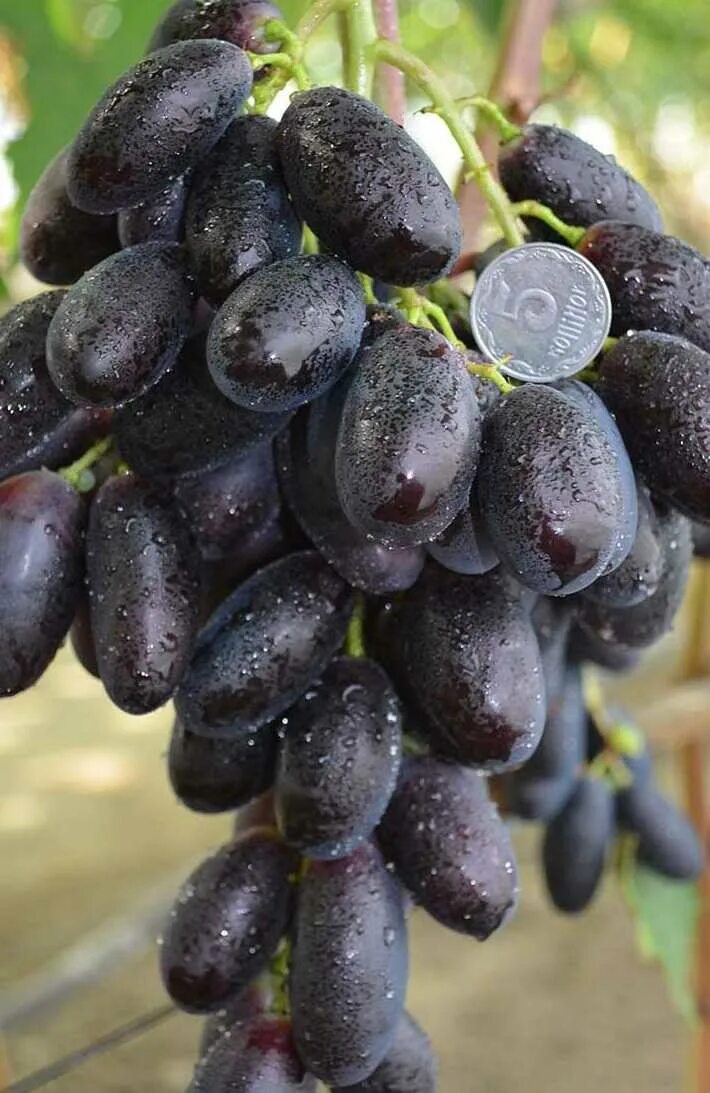 Самый ранний виноград. Виноград сорта Шохона. Виноград первенец ранний.