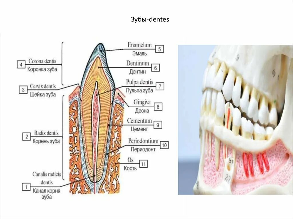 Строение зубной системы человека. Челюсть на английском