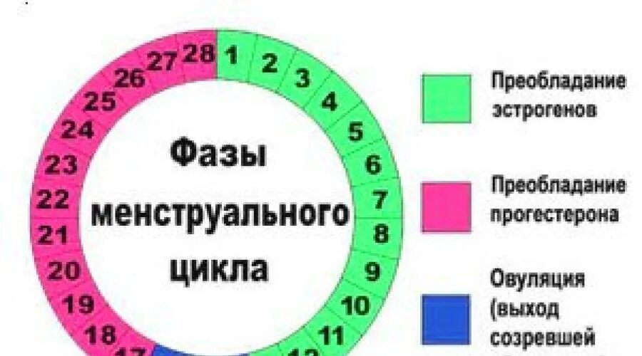 Как правильно считать менструационный цикл. Овуляция. Цикл менструационного цикла. Фазы цикла менструационного цикла. Месячный цикл у женщин.