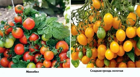 Томат золотая россыпь