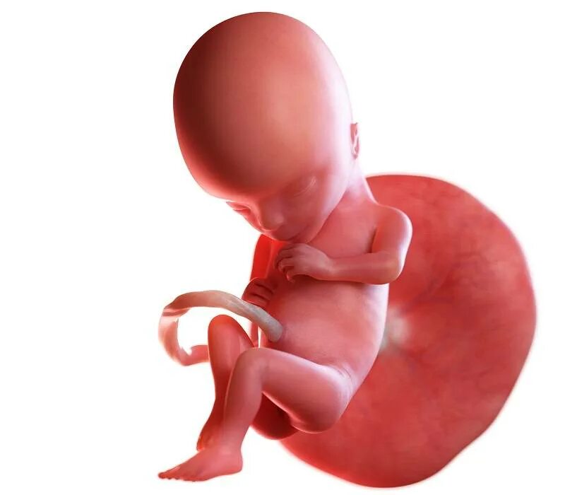 15 3 недели беременности. Плод на 15 неделе беременности. Второй триместр зародыш. Эмбрион на прозрачном фоне.