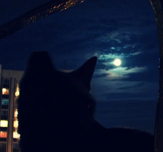 Кот ночью. Ночная кошка. Коты в ночном городе. Глаза кошки ночью. Песня кошка ночь