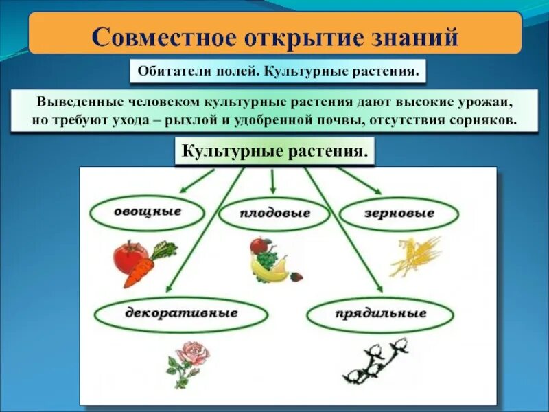 Культурные растения. Культурные растения презентация. Разнообразие культурных растений. Проект культурные растения.