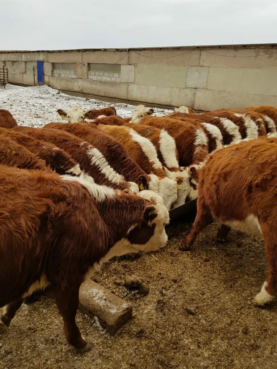 бычки казахские белоголовые. порода бычков белоголовые. бычки казахские белоголовые. казахская белоголовая порода быков.