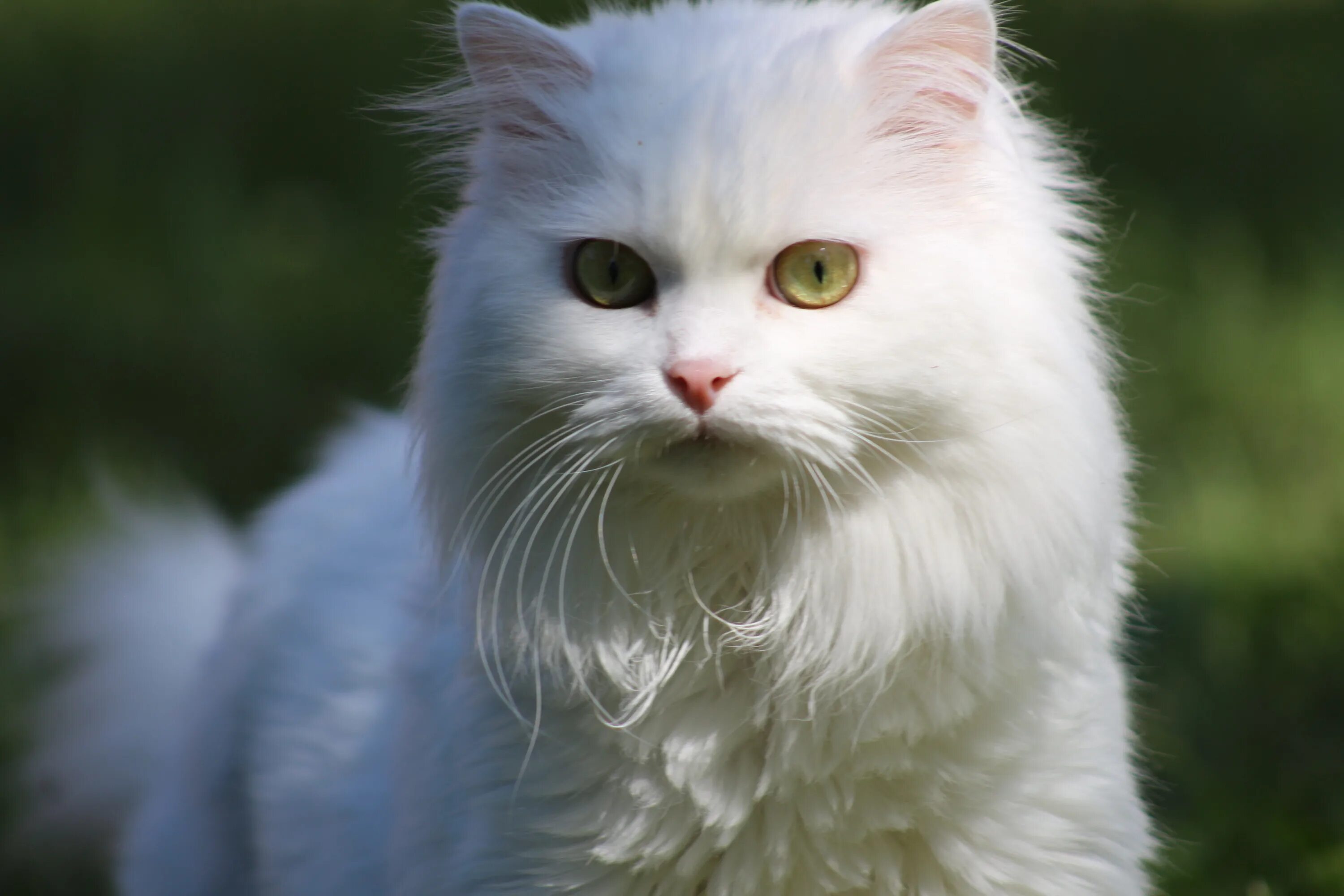 Белые кошечки картинки. Сибирская ангорская кошка. Турецкая ангора кот. Ангорская кошка длинношерстная. Ангорская кошка альбинос.