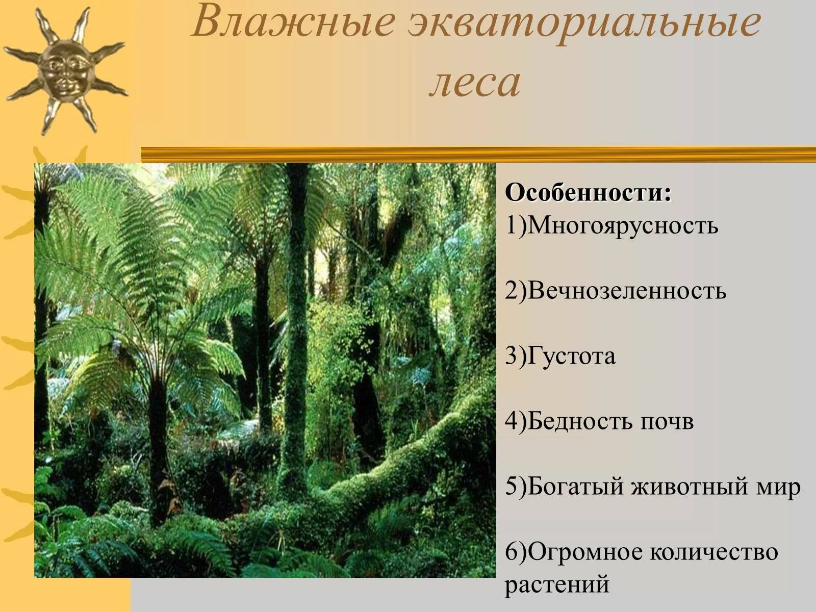 Зона тропических лесов Африки. Влажные экваториальные растительность. Зона влажных экваториальных лесов растения. Влажные экваториальные леса. Природная зона влажные экваториальные тропические леса