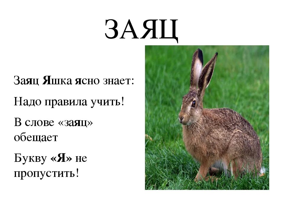 Заяц. Предложение со словом заяц. Предложение со словом зая. Предложение про зайца. Предложения на слово зайцев