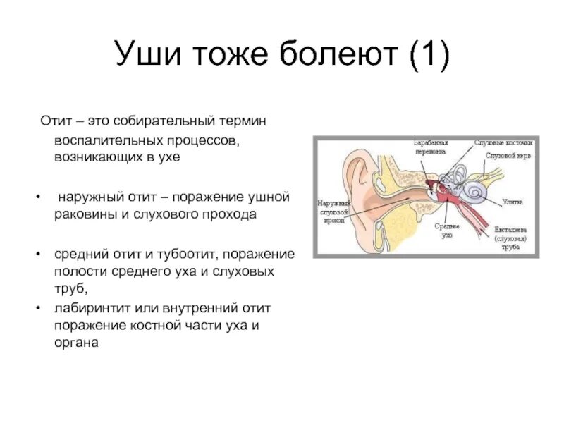 Тубоотит сколько длится заложенность