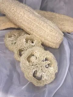 Как называется растение мочалка
