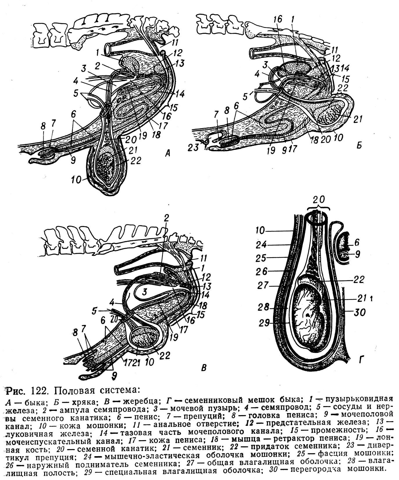 Схема половых органов хряка. Строение половых органов жеребца. Строение половой системы самцов. Половая система самца КРС.