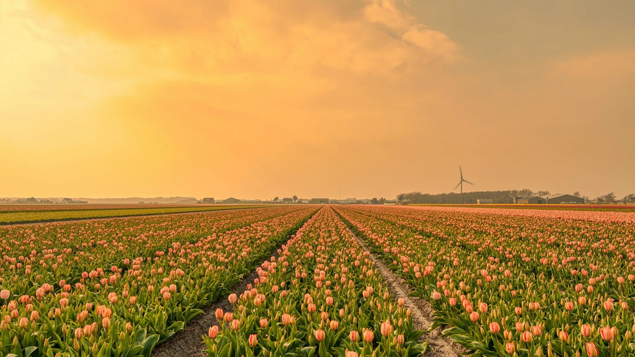 Где находится тюльпановое поле. Голландия тюльпановые поля мельница. Поле тюльпанов. Обои на рабочий стол поле тюльпанов. Плантации тюльпанов в Голландии.