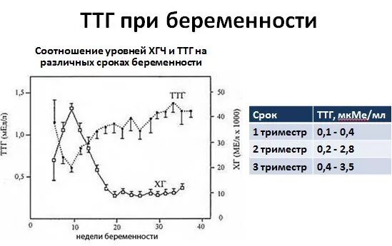 У беременной повышены ттг. ТТГ МКМЕ Л норма при беременности. Норма ТТГ при беременности в 1 триместре. ТТГ 1 триместр норма. Нормы ТТГ при беременности по триместрам.