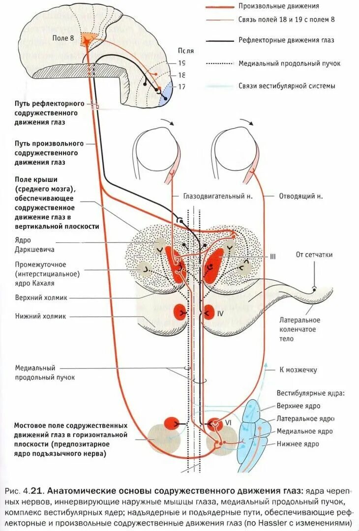 Регуляция произвольных движений. Содружественное движение глаз. содружественные движения глаз в горизонтальной плоскости. содружественные движения глазных яблок. иннервация содружественных движений глазных яблок.