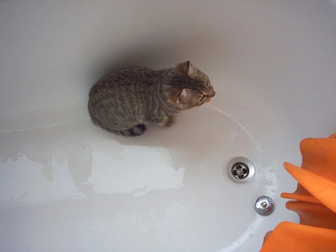 Котята под ванной