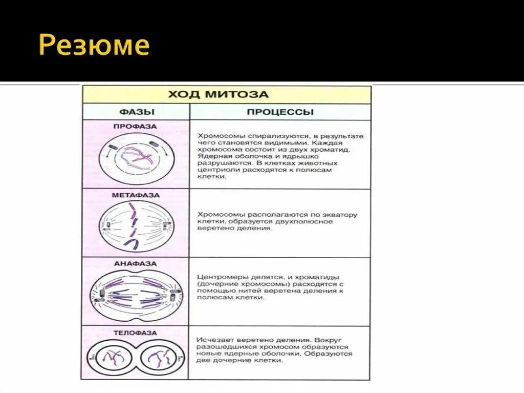 Митоз фазы кратко. Митоз фазы и процессы таблица. Фазы митоза таблица с рисунками. Процесс митоза. Стадии митоза.