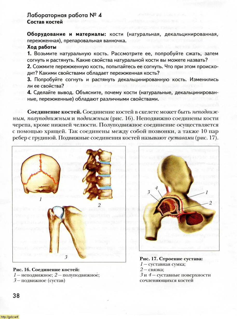 Полуподвижные и неподвижные кости. Полуподвижные соединения костей. Подвижное полуподвижное и неподвижное соединение костей. Типы соединения костей полуподвижные. Неподвижные полуподвижные и подвижные соединения костей.