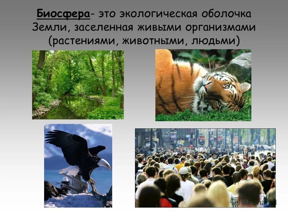 Биосфера земная оболочка. Понятие о популяции экосистеме биосфере. Биосфера заселенная живыми организмами и преобразованная. Популяцыя экосистема. Оболочка заселенная живыми организмами.
