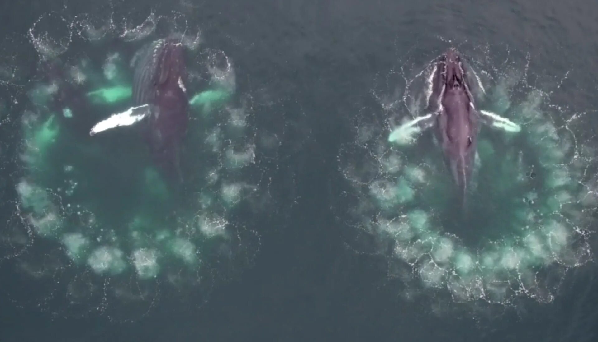 Устрицы в нормандии. Женская устрица. Устрицы в спб. Тридакна гигантская раковина. Устрицы жемчужина херсонеса.