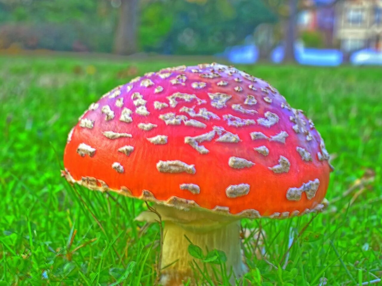 Magic Mushrooms. Psychedelic Fly agaric. Гриб галлюциноген на пустом фоне. Red and White Magic Mushrooms. 14 1305 mushroom