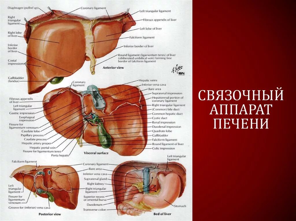 В ворота печени входят. Висцеральная поверхность печени анатомия латынь. Анатомия печени Неттер. Диафрагмальная и висцеральная поверхность печени. Диафрагмальная поверхность печени анатомия латынь.