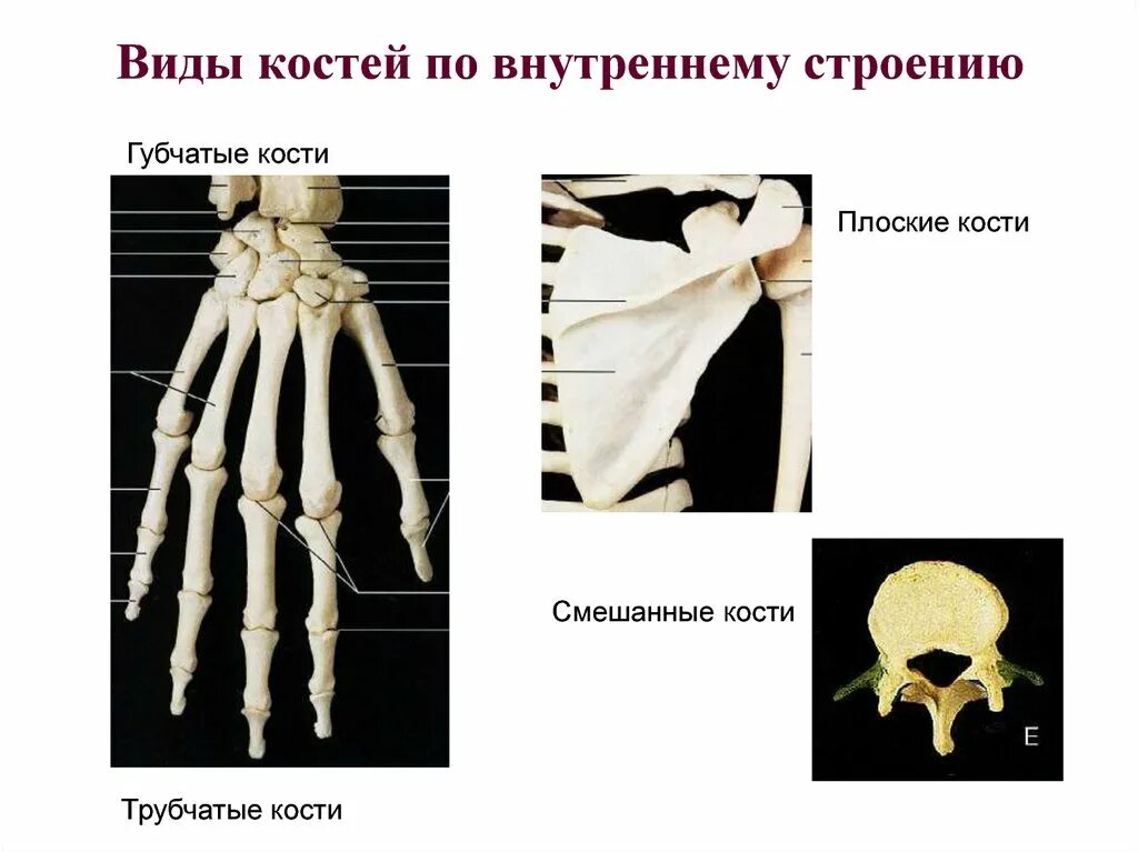 Губчатые кости кости конечностей. Плоские кости. Виды костей по внутреннему строению. Смешанная кость. Тип смешанные кости.