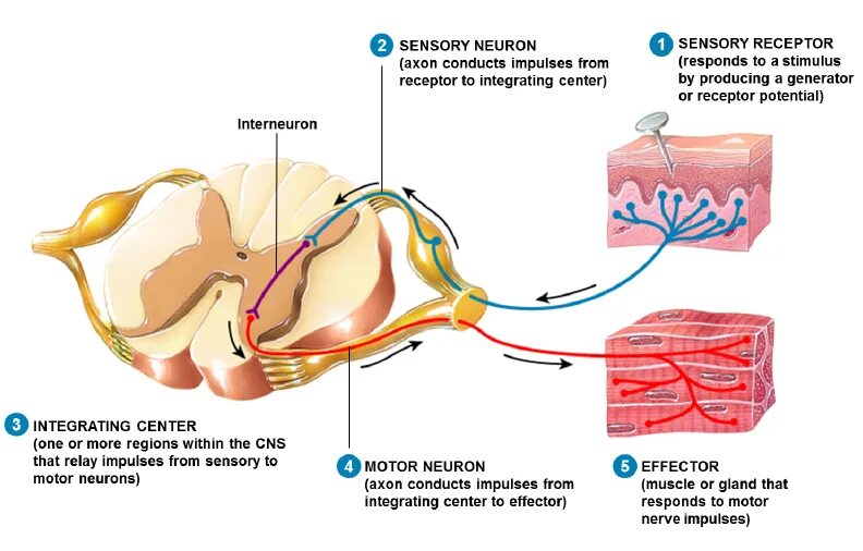 Аксон рефлекс. Reflex Arc Complex. Receptors Reflex Arc. Reflex Arc Physiology. Reflex Arc of the Oculocardiac Reflex.