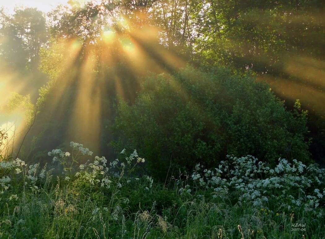 Утренняя природа. Солнечное утро. Утро солнце. Солнечные лучи.