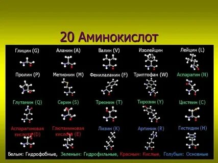 20 аминокислот биология