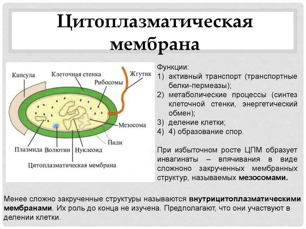 Плазматическая мембрана прокариот строение. Структура и функции цитоплазматических мембран у прокариот. Структура прокариотической (бактериальной) клетки. Строение бактериальной мембраны.