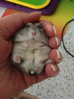 Самого смешного хомяка