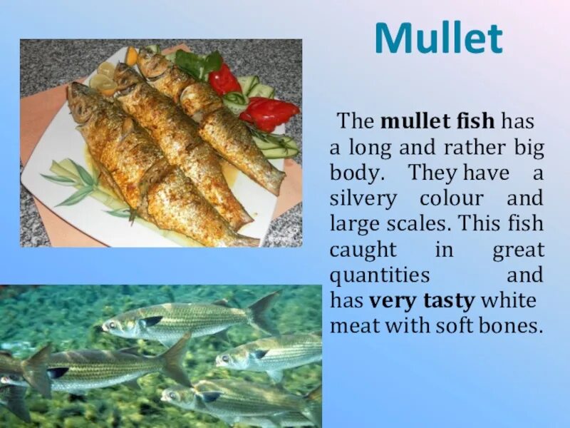 Mullet Fish. Mullet Fish перевод. Fish перевод. Red Mullet Fish перевод. I fish перевод
