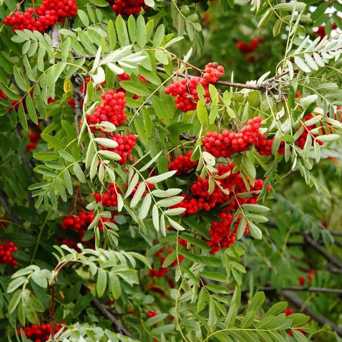 Рябина обыкновенная описание растения. Рябина обыкновенная Sorbus aucuparia. Рябина обыкновенная (Sorbus aucuparia l.). Рябина обыкновенная с10. Sorbus aucuparia побег.