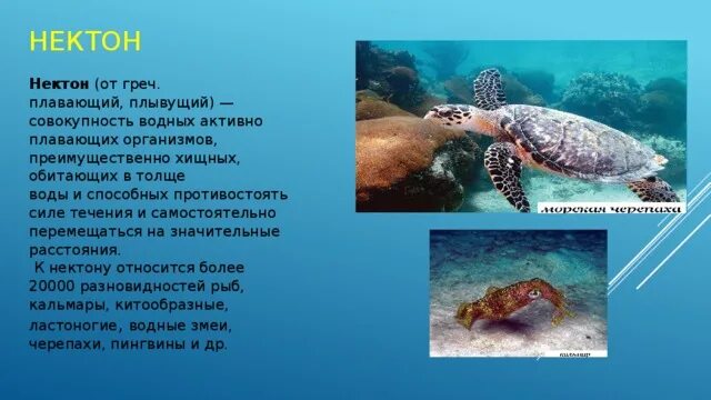 Сообщение о водном обитателе. Водные обитатели Нектон. Нектон и планктон примеры. Организмы обитающие в толще воды.