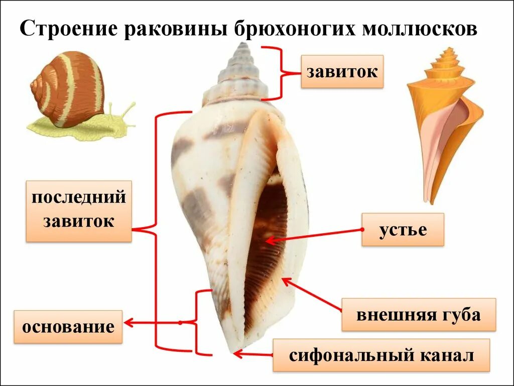 Строение раковины брюхоногих моллюсков. Строение раковины брюхоногих моллюсков биология 7 класс. Пупок у раковины брюхоногих моллюсков. Внешнее строение раковины брюхоногих моллюсков. Ракушка форма женского органа