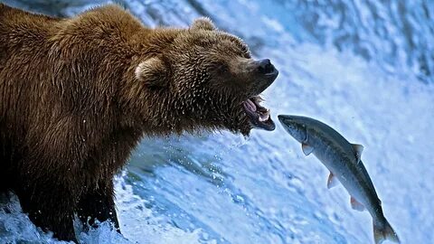 Bears eat fish