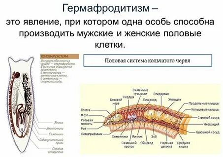 Женская половая система животных