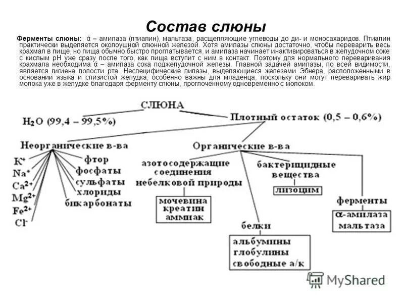 Ферменты слюны и желудка