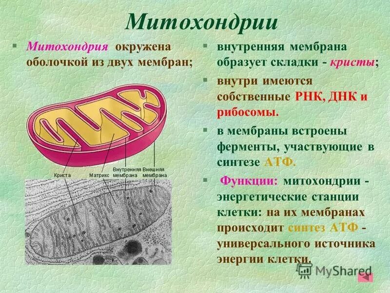 Органоиды митохондрии строение. Митохондрии строение и функции. Строение и функции митохондрии клетки. Митохондрии строение функции роль.