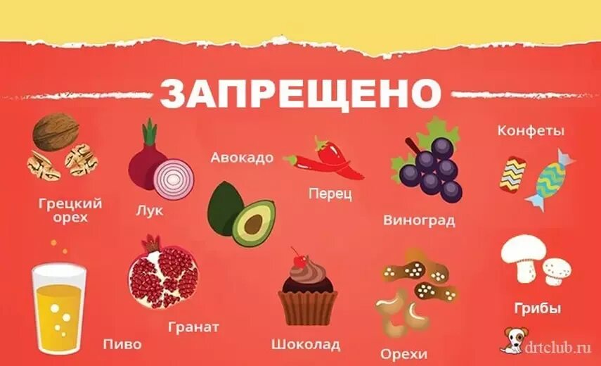 Сколько нельзя давать. Что нельзя есть собакам. Запрещенные продукты для собак. Что нельзя давать собакам. Продукты которые нельзя давать собакам.