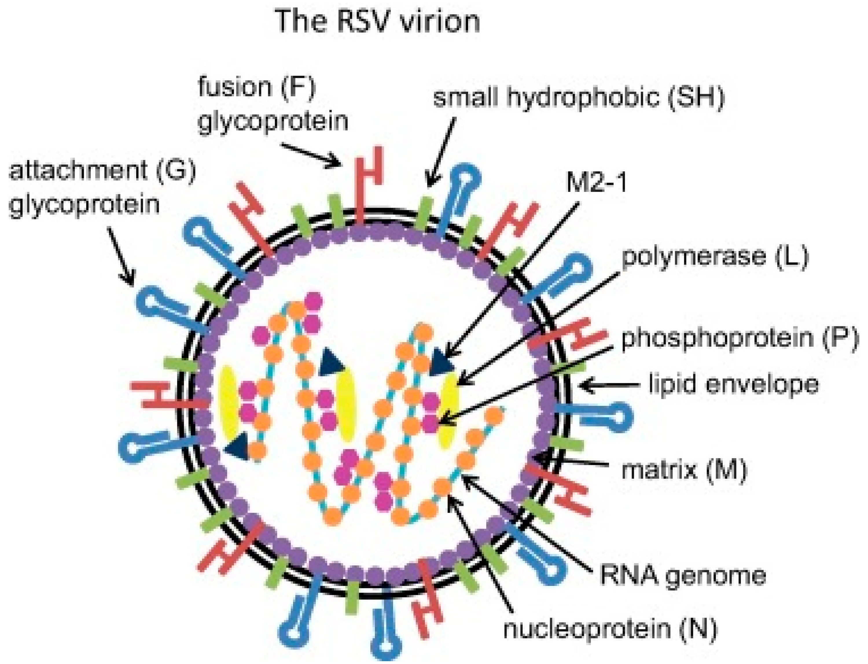 РС вирус. РС вирус семейство. Respiratory syncytial virus. Syncytial virus