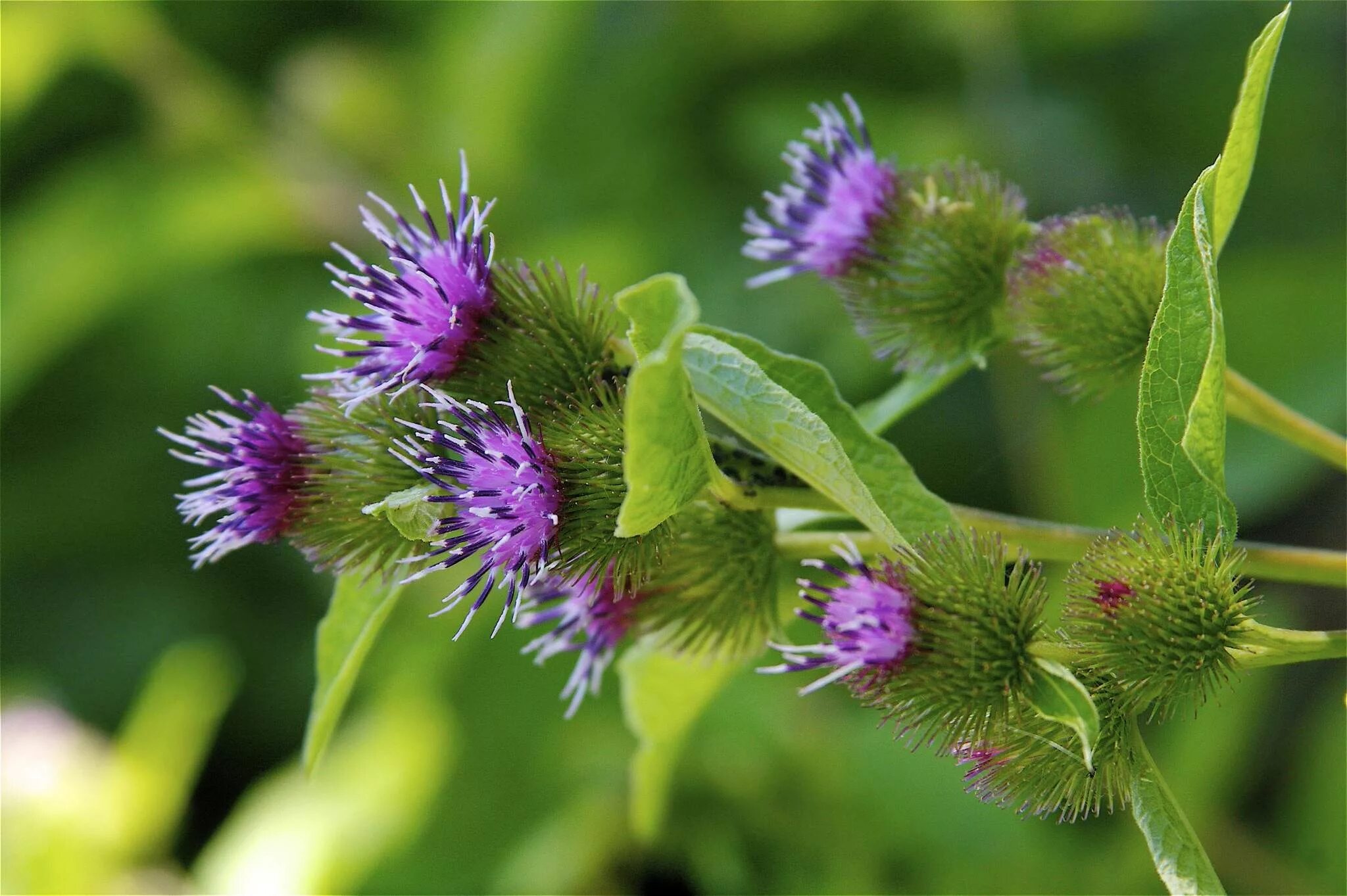 Целебный лопух. Репейник (Burdock). Лопух большой репейник. Лопух большой Arctium Lappa. Королевский репейник.