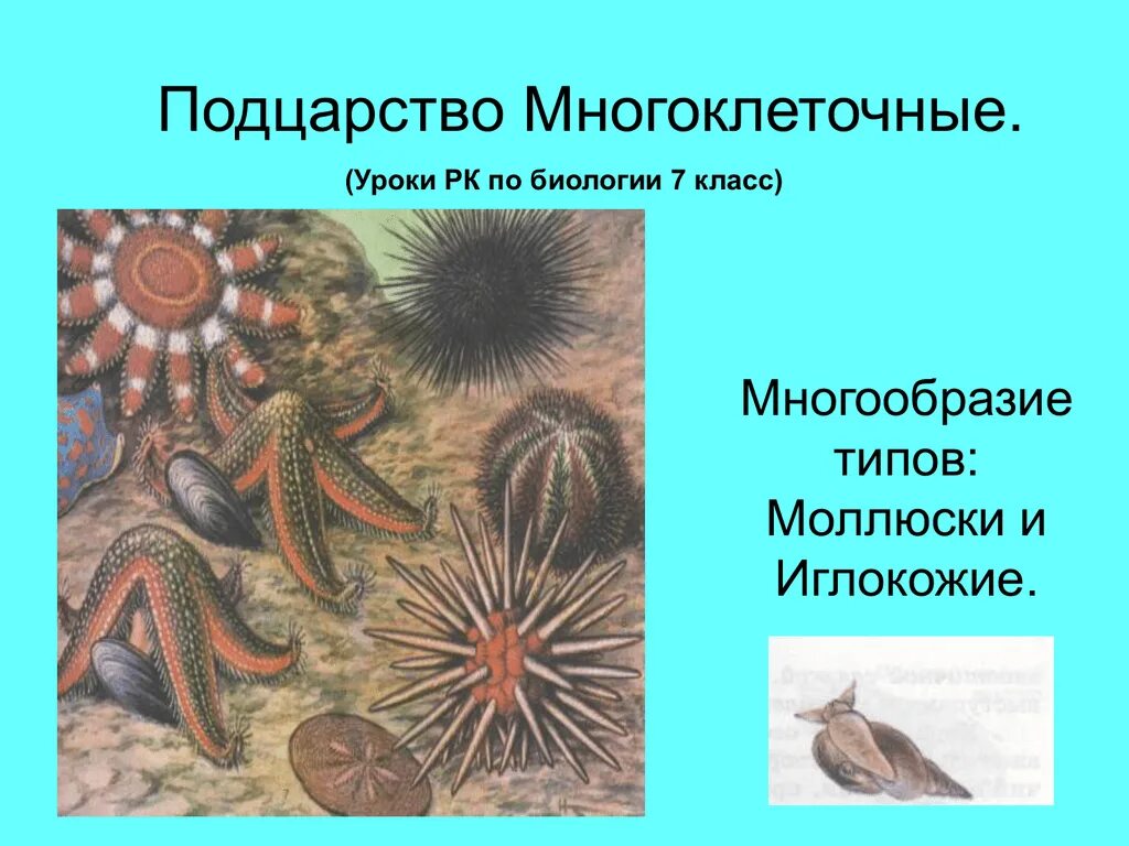 Возникновение многоклеточных организмов. Личинки иглокожих. Многоклеточные это тип. Царство животных подцарство многоклеточные. Характеристика многоклет.