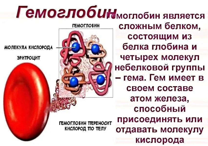 Гемоглобин что нужно пить. Гемоглобин. Гемоглобин сложный белок. Гемоглобин в организме человека. Гемоглобин в крови.