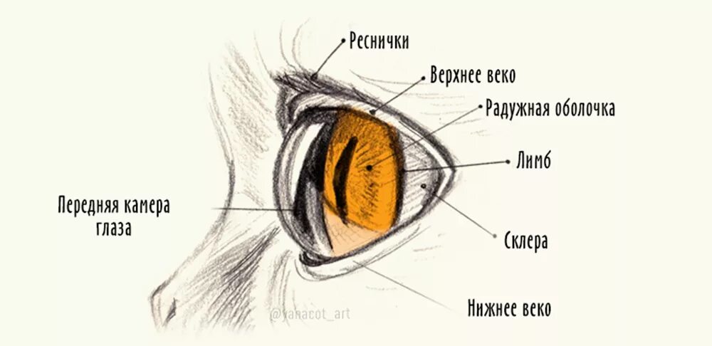 Слезная железа у собак. Строение глаза кота. Строение глаза кота с описанием. Строение кошачьего глаза. Глаз кота анатомия.