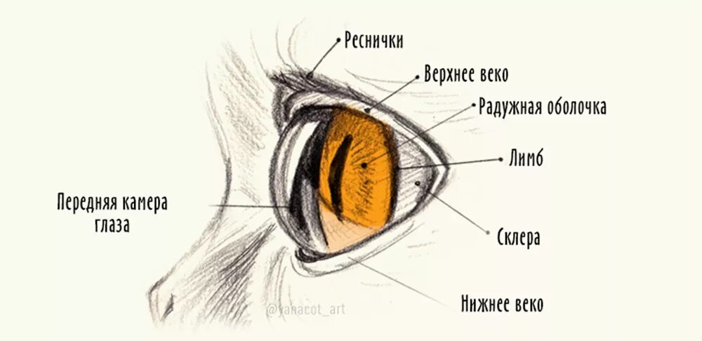 Слезная железа у собак